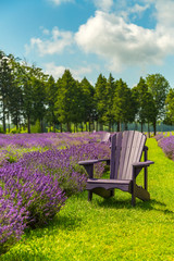 Chairs in the middle of a lavender flowers field
