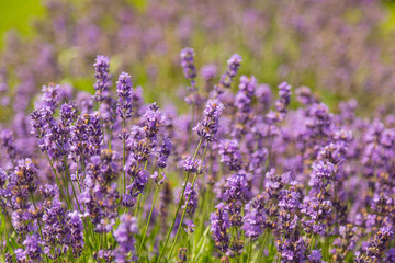 Close up pf lavender flowers in the field