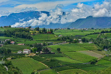 Italy South Tyrol Bozen vineyards
