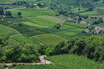 Italy South Tyrol Bozen vineyards