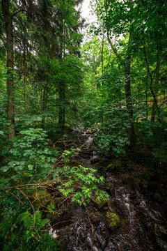 Im Wald im Harz, © danielpankoke
