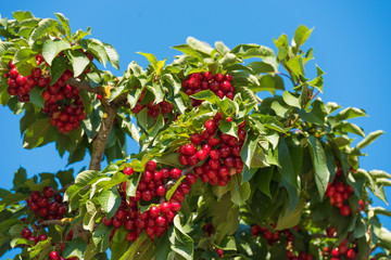 Cherry branch against the sky. Isolated on blue background.