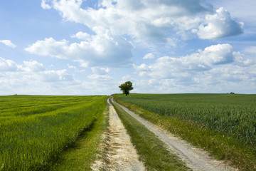 Fototapeta na wymiar Long dirt road and lonely tree