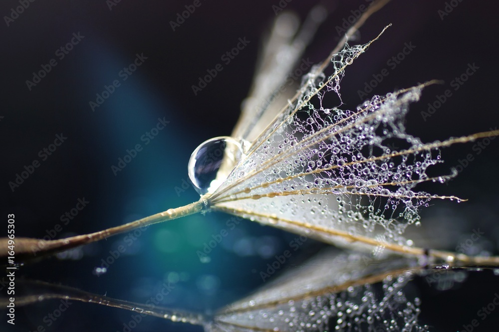Poster a seed of a dandelion flower on a mirror surface with reflection on a dark background. dandelion in 