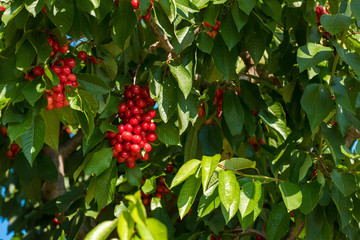 Cherry branch in the garden of Tarragona, Spain.