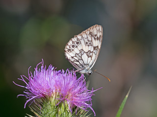 Kratzdistel, Cirsium vulgare, Schachbrett, Tagfalter