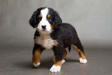 Berner Sennenhund Welpe 
