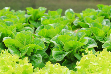 Green cos lettuce organic hydroponic vegetable.