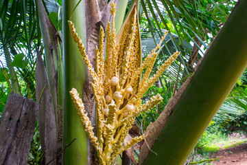 Coconut flower in Coconut tree