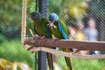 Beautiful parrot on tree branch