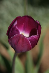 Tulpe lila