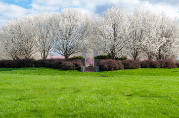Outdoor grass field park area. White cherry blossoms in spring season. Anstract nature background. Sunny day setting.