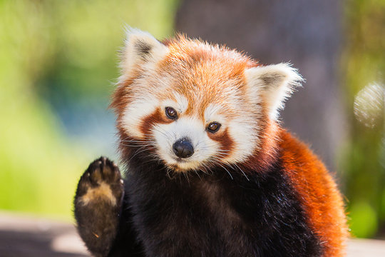 537 Best Petit Panda Images Stock Photos Vectors Adobe Stock 537 Best Petit Panda Images Stock Photos Vectors Adobe Stock