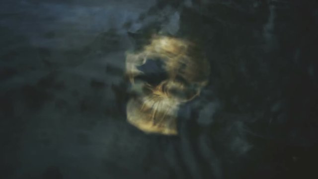 Skull on the seashore, the river is washed by waves