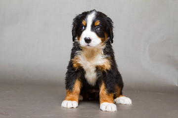 Berner Sennenhund Welpe 