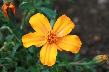 Blume orange
