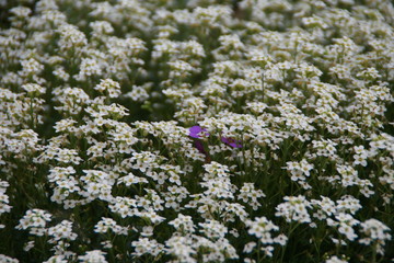 Gartenblumen