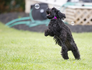 Puppy with soap bubbles