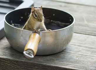 Chipmunk in camping pot