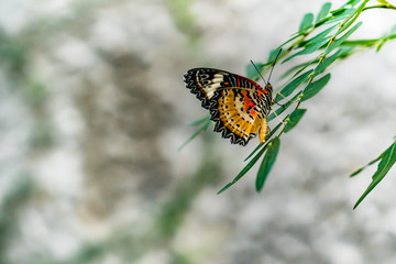Butterfly on plant