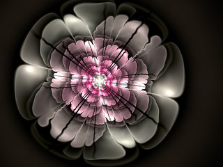 abstract flower fractal shape