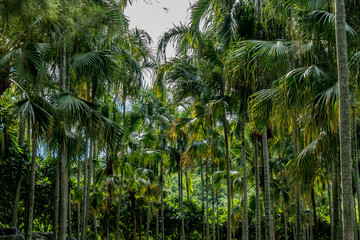 Green palm trees