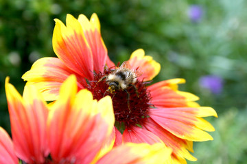 Hummel und Blüte gelb ro