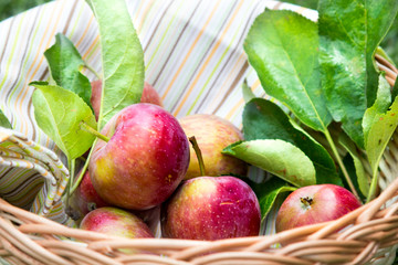 Apples in a wooden basket with a tablecloth. Fruit on green fresh grass in the garden.