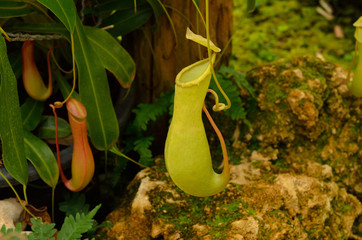 Carnivorous or Nepenthes, Monkey Cup