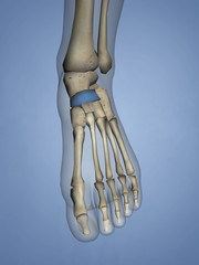Obraz na płótnie Canvas Navicular Bone, 3D Model