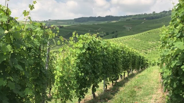 Vineyards, Langhe Piedmont - Italy