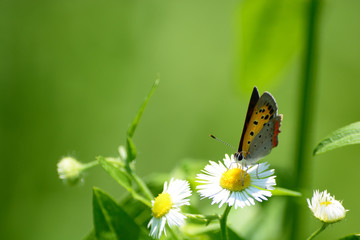 A small copper butterfly on the flower.
