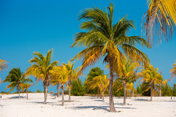 Fototapeta na wymiar White sand and palm trees on the beach Playa Sirena, Cayo Largo, Cuba. Copy space for text.
