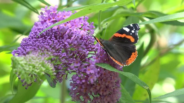 Butterfly red admiral on purple flower