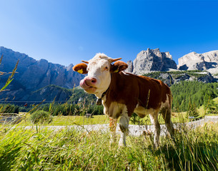 Fototapeta na wymiar Kuh auf Wiese in den Dolomiten