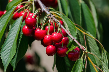 Obraz premium Cherry tree in the sunny garden with cherries
