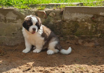 Naklejka na ściany i meble favorite puppy