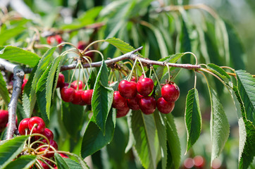 Obraz premium Cherry tree in the sunny garden with cherries