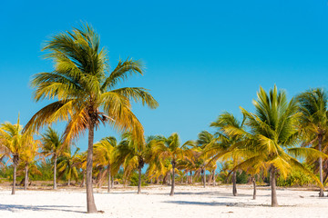 Fototapeta na wymiar White sand and palm trees on the beach Playa Sirena, Cayo Largo, Cuba. Copy space for text.