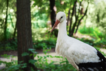 Ardea сclose up portrait
