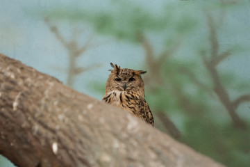 funny looking owl on a tree