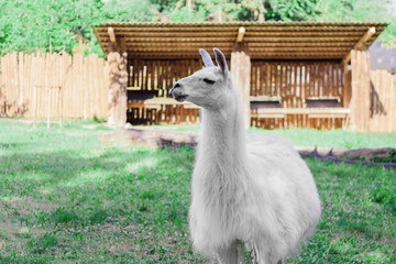 Obraz premium white llama on the green yard