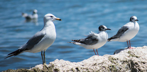 Gulls Enjoying A Summer Breeze