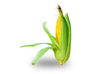 corn isolated on a white background,with clipping path.