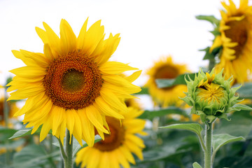 Big and small sunflower