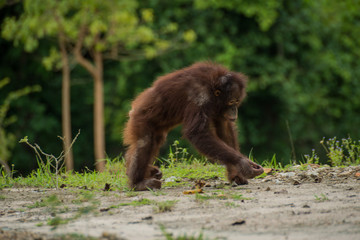 Orangutan in the forest