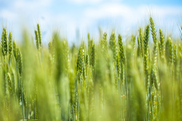 Green wheat macro. beautiful wheat field. wheat detail. wheat on the blue sky.  Green wheat and blue sky. Macro Wheat. Closeup. Agriculture