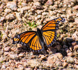 Butterfly Of Beauty