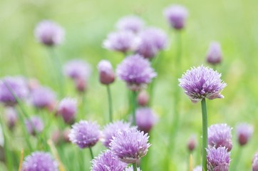 Chive flowers