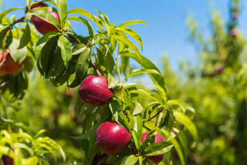 Juicy bright nectarines on brunch, blue sky background, harvest. Close-up.